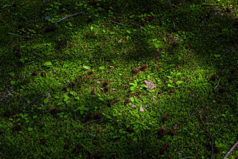 無料壁紙 木漏れ日と苔。PCとデスクトップ壁紙に最適な4K高画質の無料壁紙。三重県津市の北畠神社で撮影したフリー写真素材