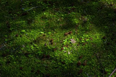 無料壁紙 木漏れ日と苔。PCとデスクトップ壁紙に最適な4K高画質の無料壁紙。三重県津市の北畠神社で撮影したフリー写真素材