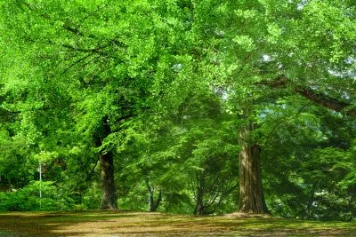 無料壁紙 若葉の大イチョウ。PCとデスクトップ壁紙に最適な4K高画質の無料壁紙。三重県津市の北畠神社で撮影したフリー写真素材