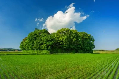 無料壁紙 新緑の朽羅神社。PCとデスクトップ壁紙に最適な4K高画質の無料壁紙。三重県玉城町の朽羅神社で撮影したフリー写真素材