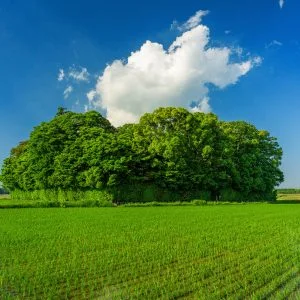 朽羅神社のフリー写真素材