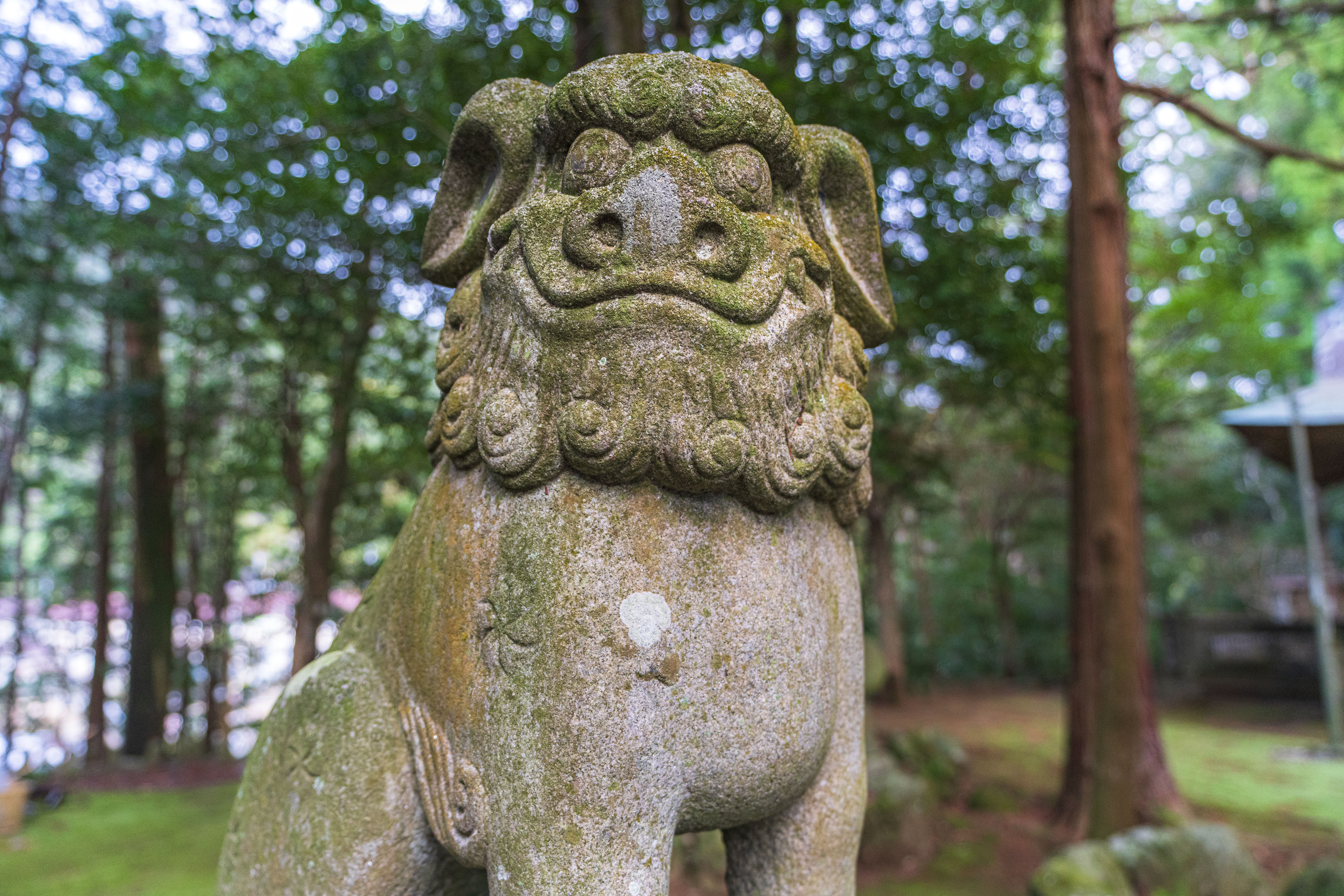 無料壁紙 九木神社の狛犬。PCとデスクトップ壁紙に最適な4K高画質の無料壁紙。三重県尾鷲市の九鬼町で撮影したフリー写真素材