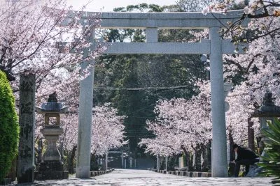 無料壁紙 松阪神社の桜並木。PCとデスクトップ壁紙に最適な4K高画質の無料壁紙。三重県松阪市の松坂城跡で撮影したフリー写真素材
