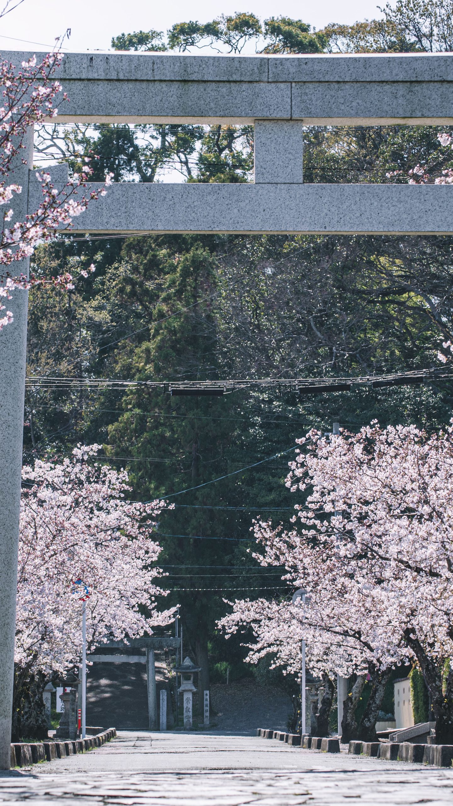 無料壁紙 松阪神社の桜並木。PCとデスクトップ壁紙に最適な4K高画質の無料壁紙。三重県松阪市の松坂城跡で撮影したフリー写真素材