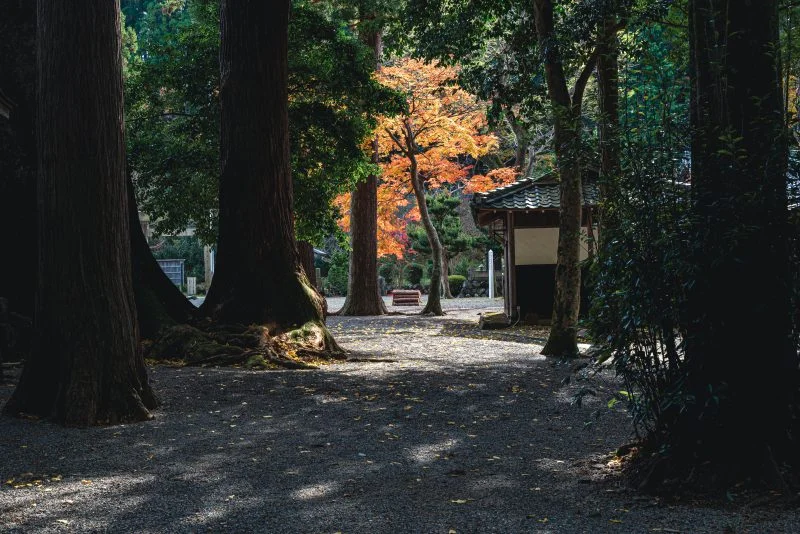 無料壁紙 巨樹と紅葉。PCとデスクトップ壁紙に最適な4K高画質の無料壁紙。三重県松阪市の水屋神社で撮影したフリー写真素材