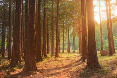 無料壁紙 参道近くの林。PCとデスクトップ壁紙に最適な4K高画質の無料壁紙。三重県菰野町の尾高観音で撮影したフリー写真素材