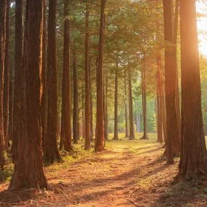 無料壁紙 参道近くの林。PCとデスクトップ壁紙に最適な4K高画質の無料壁紙。三重県菰野町の尾高観音で撮影したフリー写真素材