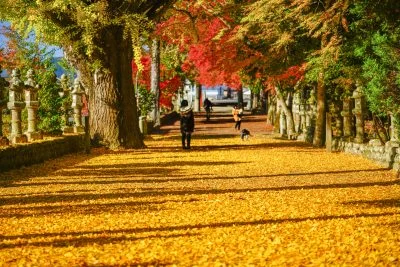 無料壁紙 紅葉狩り。PCとデスクトップ壁紙に最適な4K高画質の無料壁紙。三重県名張市の積田神社で撮影したフリー写真素材