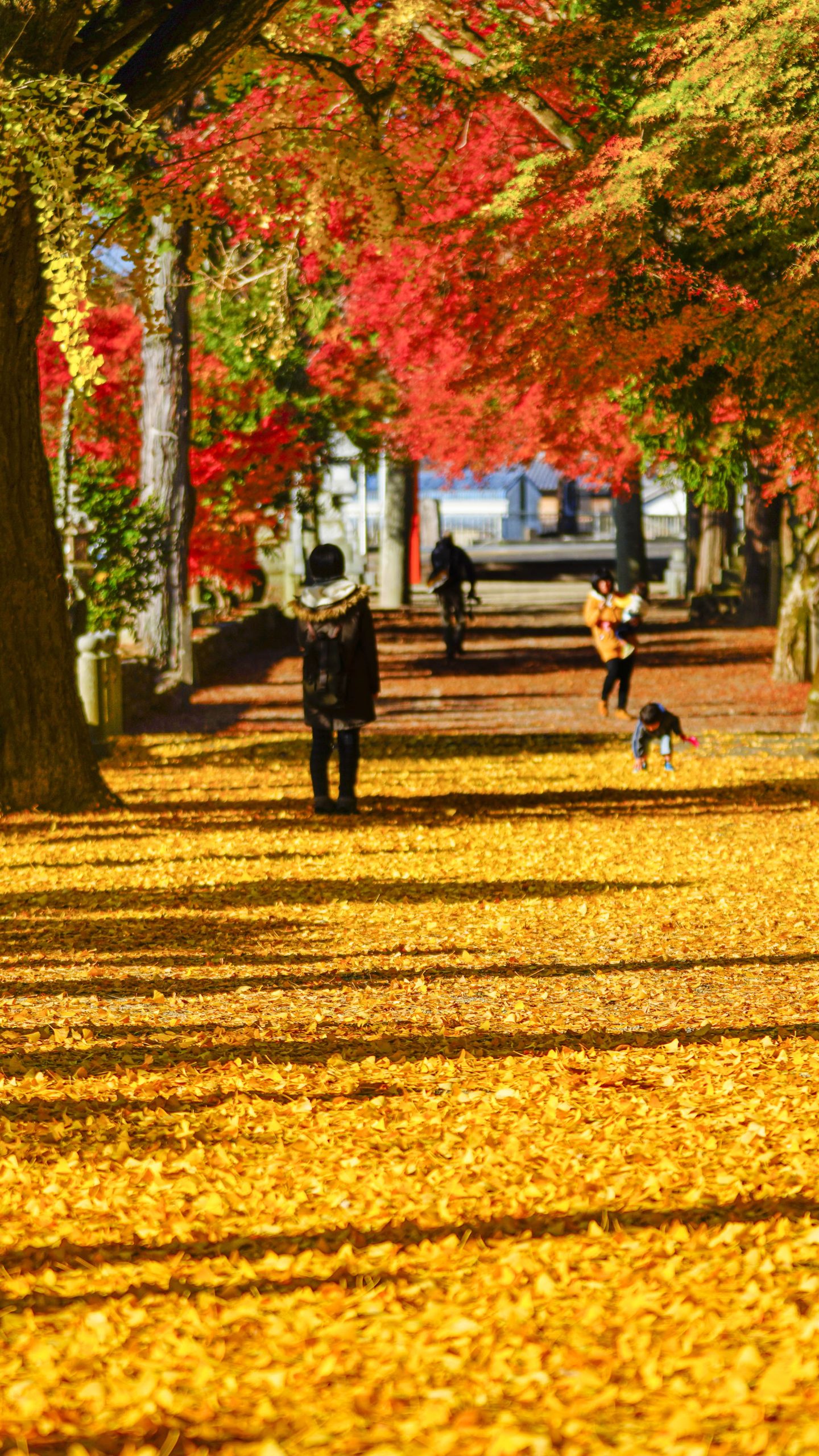 無料壁紙 紅葉狩り。PCとデスクトップ壁紙に最適な4K高画質の無料壁紙。三重県名張市の積田神社で撮影したフリー写真素材