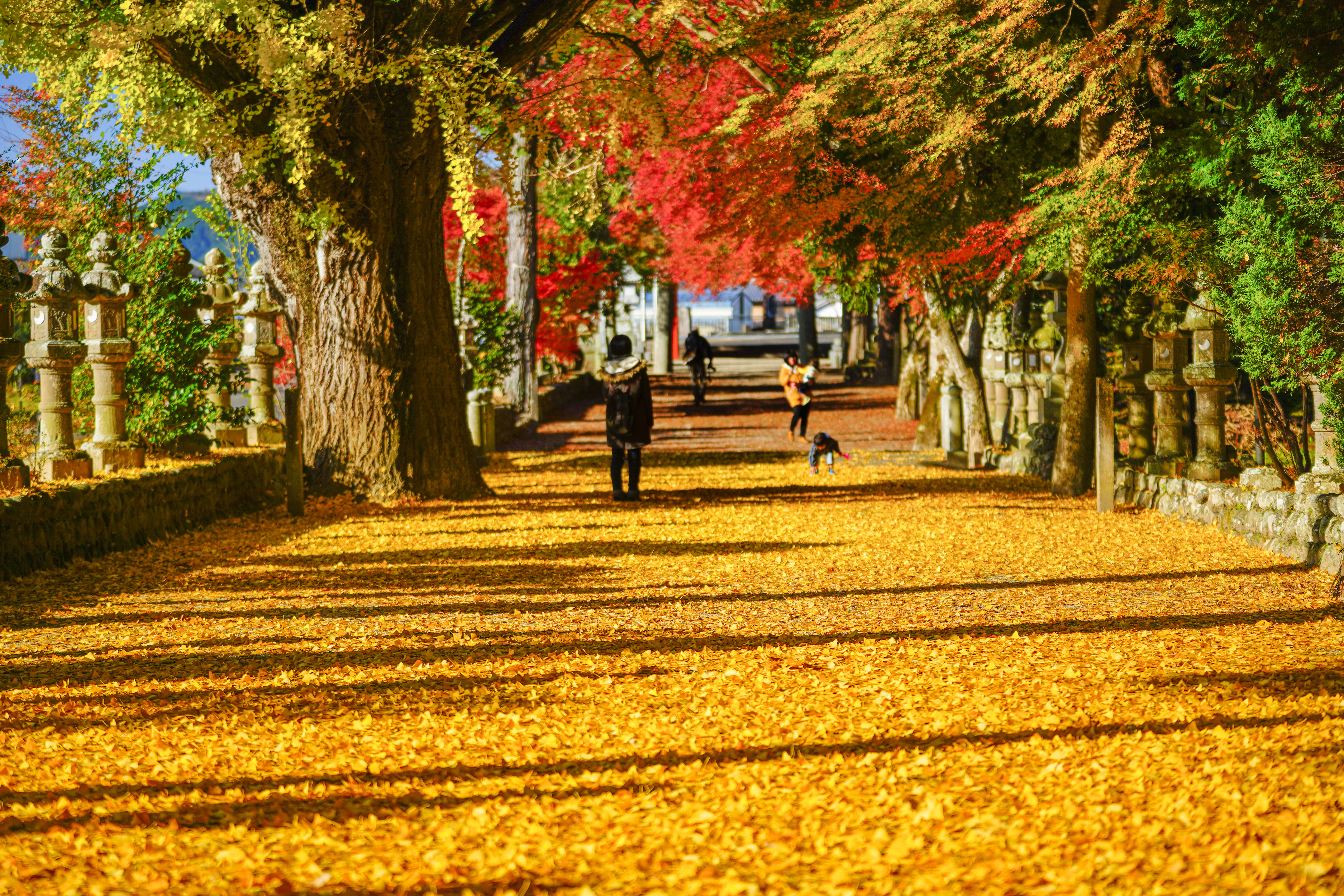 無料壁紙 紅葉狩り。PCとデスクトップ壁紙に最適な4K高画質の無料壁紙。三重県名張市の積田神社で撮影したフリー写真素材
