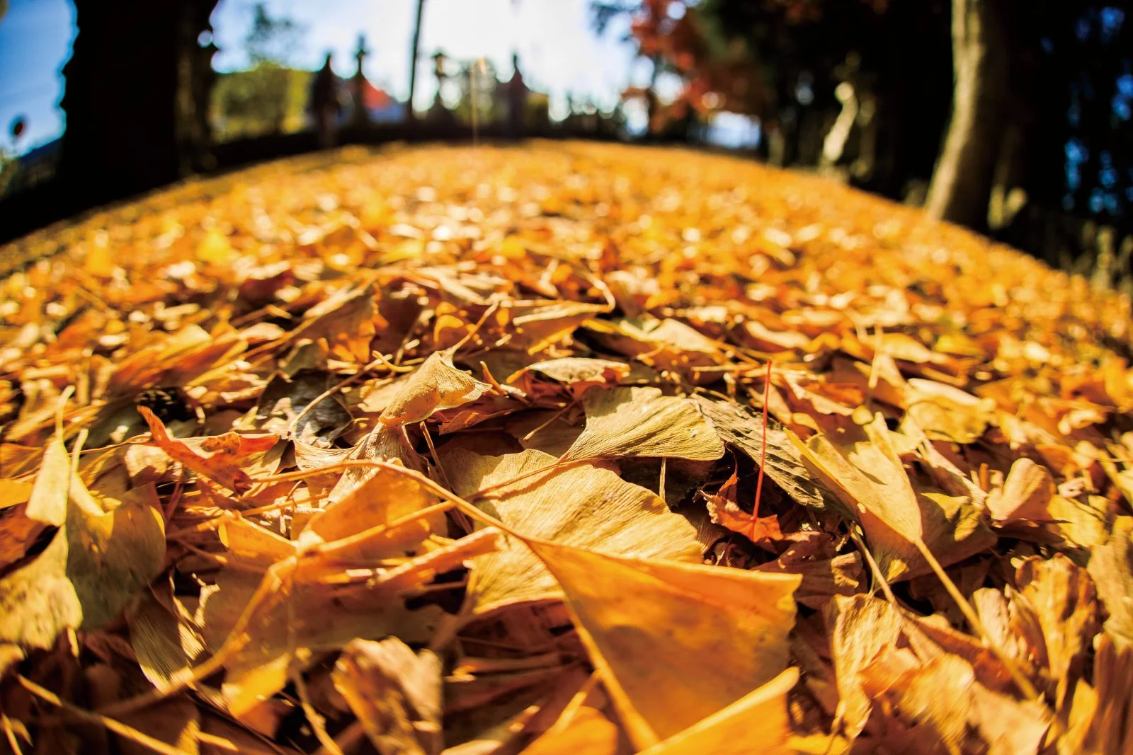 無料壁紙 銀杏のセカイ。PCとデスクトップ壁紙に最適な4K高画質の無料壁紙。三重県名張市の積田神社で撮影したフリー写真素材