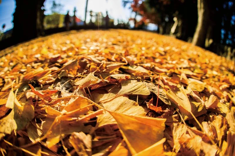 無料壁紙 銀杏のセカイ。PCとデスクトップ壁紙に最適な4K高画質の無料壁紙。三重県名張市の積田神社で撮影したフリー写真素材