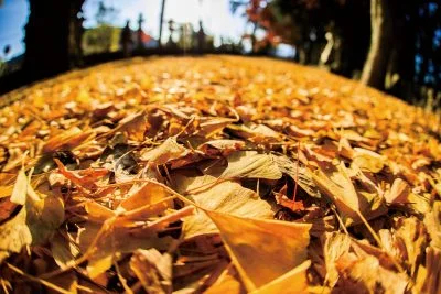 無料壁紙 銀杏のセカイ。PCとデスクトップ壁紙に最適な4K高画質の無料壁紙。三重県名張市の積田神社で撮影したフリー写真素材