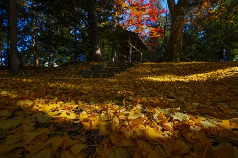 無料壁紙 木漏れ日の銀杏。PCとデスクトップ壁紙に最適な4K高画質の無料壁紙。三重県名張市の積田神社で撮影したフリー写真素材