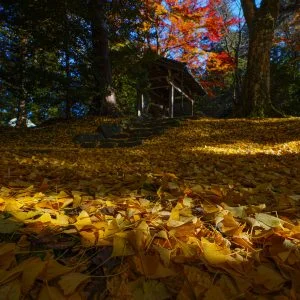 無料壁紙 木漏れ日の銀杏。PCとデスクトップ壁紙に最適な4K高画質の無料壁紙。三重県名張市の積田神社で撮影したフリー写真素材