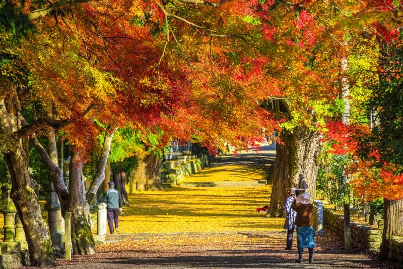 無料壁紙 紅葉に誘われて。PCとデスクトップ壁紙に最適な4K高画質の無料壁紙。三重県名張市の積田神社で撮影したフリー写真素材