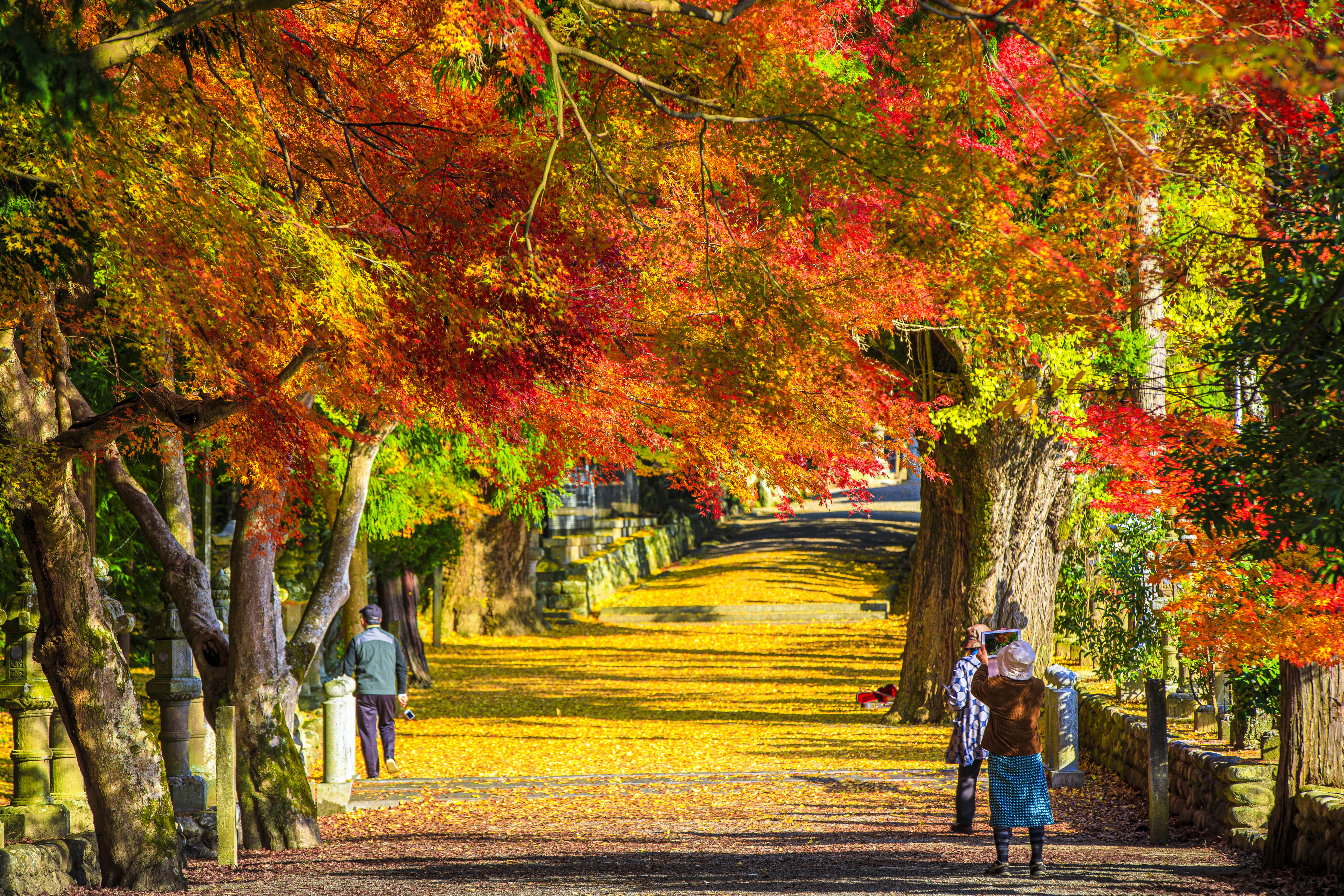 無料壁紙 紅葉に誘われて。PCとデスクトップ壁紙に最適な4K高画質の無料壁紙。三重県名張市の積田神社で撮影したフリー写真素材