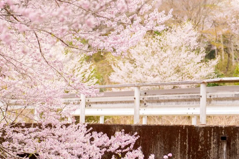 無料壁紙 ピンク色に咲くエドヒガン桜。PCとデスクトップ壁紙に最適な4K高画質の無料壁紙。三重県松阪市の春谷寺で撮影したフリー写真素材