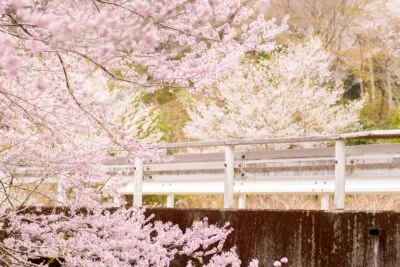 無料壁紙 ピンク色に咲くエドヒガン桜。PCとデスクトップ壁紙に最適な4K高画質の無料壁紙。三重県松阪市の春谷寺で撮影したフリー写真素材