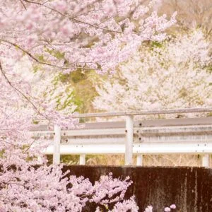 無料壁紙 ピンク色に咲くエドヒガン桜。PCとデスクトップ壁紙に最適な4K高画質の無料壁紙。三重県松阪市の春谷寺で撮影したフリー写真素材