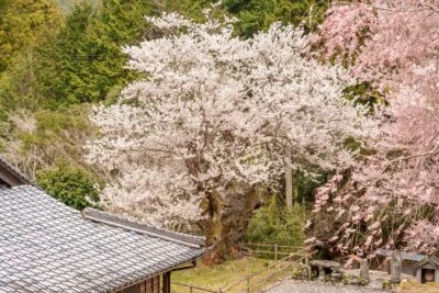 無料壁紙 樹齢４００年のエドヒガン桜。PCとデスクトップ壁紙に最適な4K高画質の無料壁紙。三重県松阪市の春谷寺で撮影したフリー写真素材