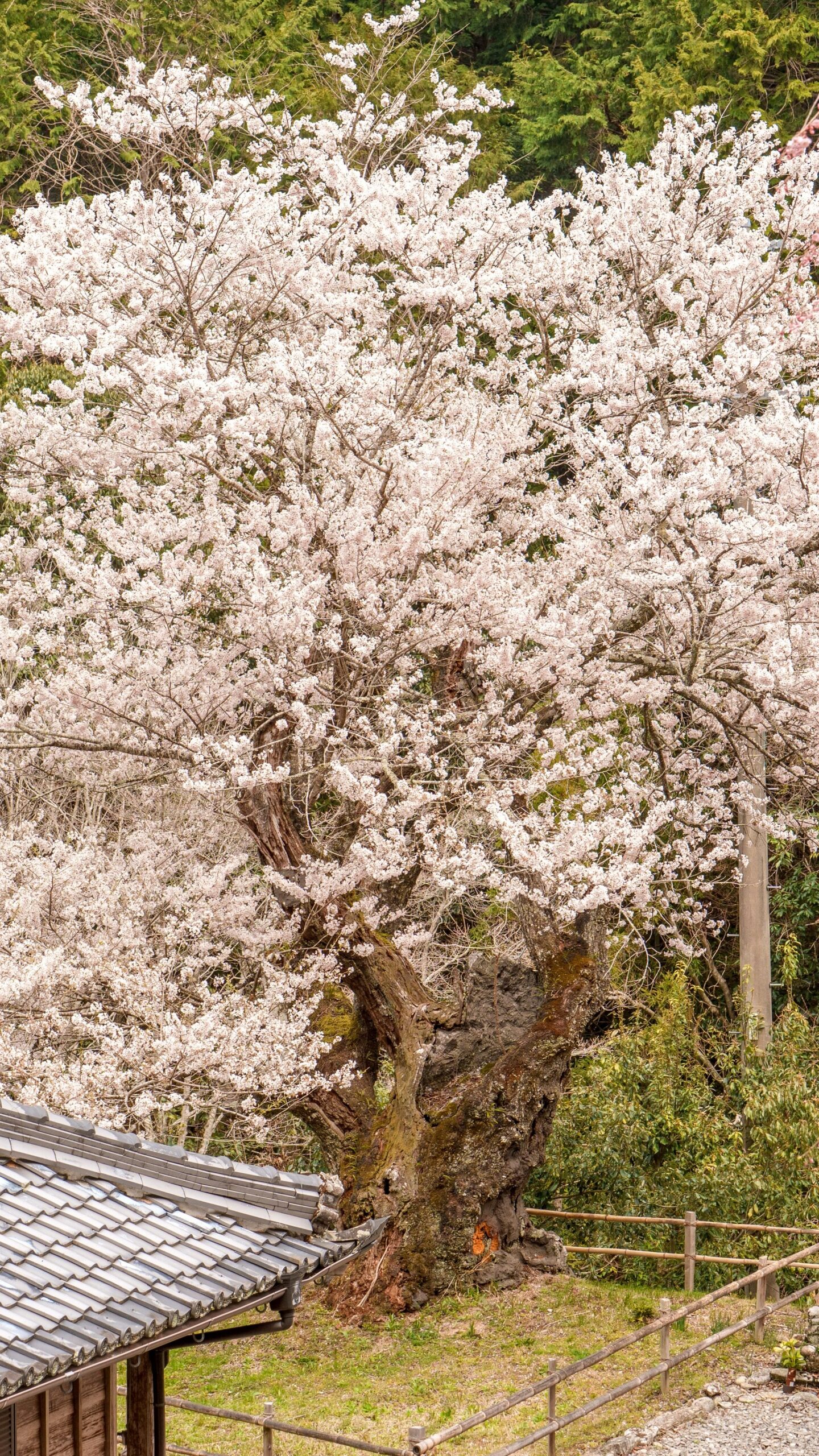 樹齢400年のエドヒガン桜(三重県松阪市・春谷寺)