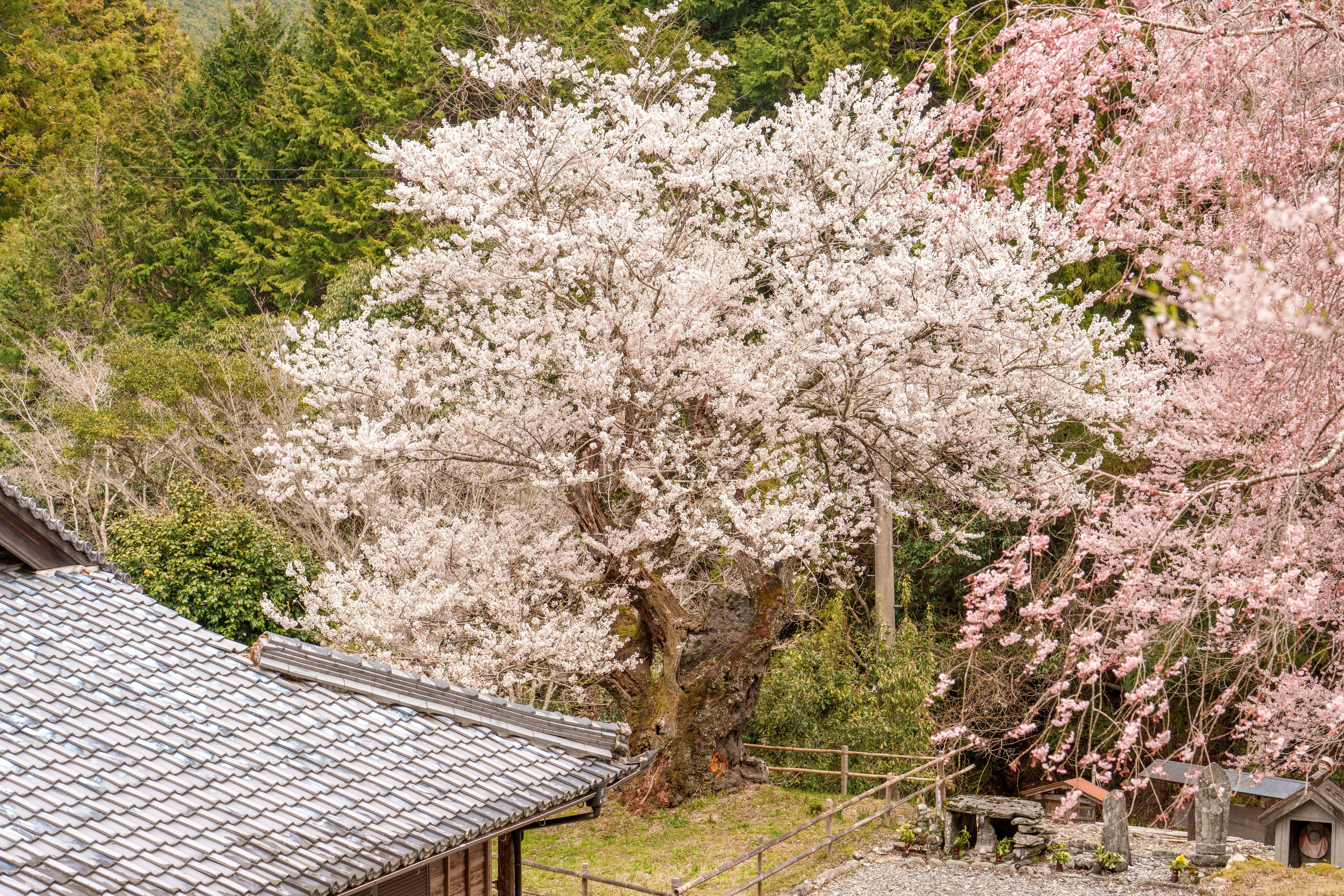 無料壁紙 樹齢400年のエドヒガン桜。PCとデスクトップ壁紙に最適な4K高画質の無料壁紙。三重県松阪市の春谷寺で撮影したフリー写真素材