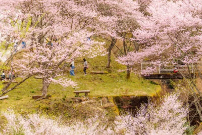 無料壁紙 斜面の散策エリアを歩く人。PCとデスクトップ壁紙に最適な4K高画質の無料壁紙。三重県松阪市の春谷寺で撮影したフリー写真素材