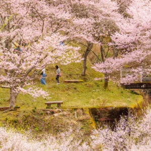 無料壁紙 斜面の散策エリアを歩く人。PCとデスクトップ壁紙に最適な4K高画質の無料壁紙。三重県松阪市の春谷寺で撮影したフリー写真素材