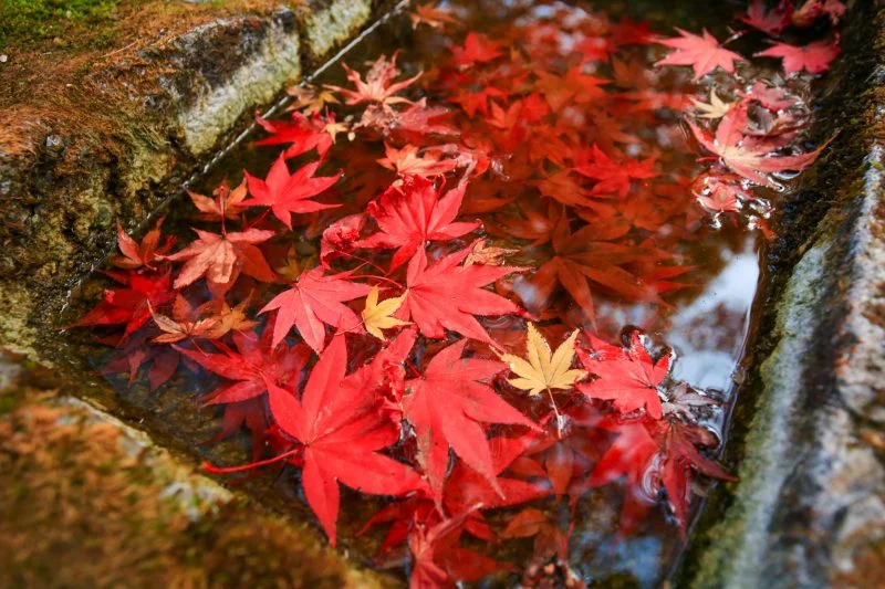 無料壁紙 紅葉手水。PCとデスクトップ壁紙に最適な4K高画質の無料壁紙。三重県松阪市の天開山泰運寺で撮影したフリー写真素材