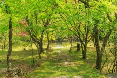 無料壁紙 まるでジブリの世界溢れる新緑の境内。PCとデスクトップ壁紙に最適な4K高画質の無料壁紙。三重県松阪市の天開山泰運寺で撮影したフリー写真素材