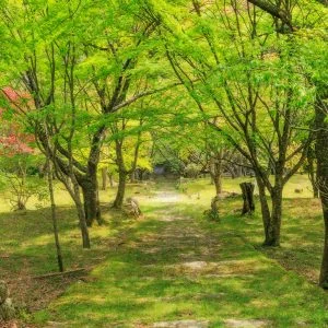 無料壁紙 まるでジブリの世界溢れる新緑の境内。PCとデスクトップ壁紙に最適な4K高画質の無料壁紙。三重県松阪市の天開山泰運寺で撮影したフリー写真素材