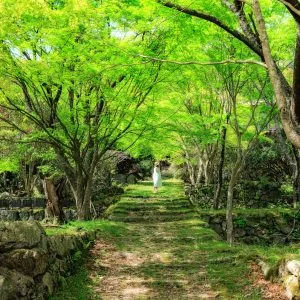 無料壁紙 ジブリの森っぽい新緑の境内。PCとデスクトップ壁紙に最適な4K高画質の無料壁紙。三重県松阪市の天開山泰運寺で撮影したフリー写真素材