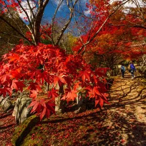 無料壁紙 紅葉彩る参道。PCとデスクトップ壁紙に最適な4K高画質の無料壁紙。三重県松阪市の天開山泰運寺で撮影したフリー写真素材