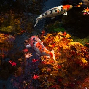 無料壁紙 鯉と秋。PCとデスクトップ壁紙に最適な4K高画質の無料壁紙。三重県松阪市の天開山泰運寺で撮影したフリー写真素材