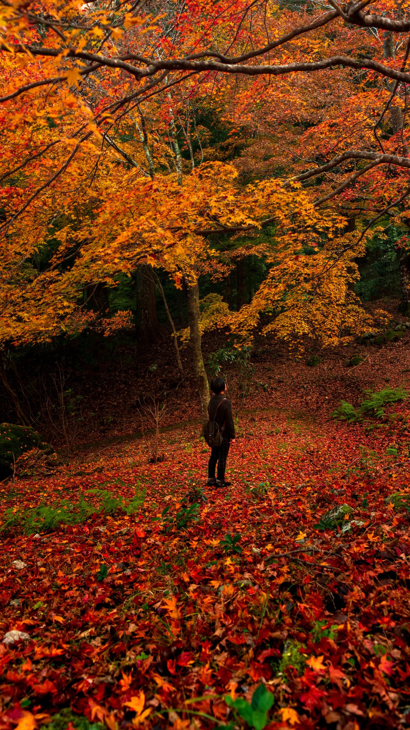 紅葉のレッドカーペット(三重県松阪市・天開山泰運寺)