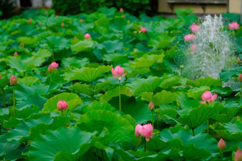 無料壁紙 蓮池と噴水。PCとデスクトップ壁紙に最適な4K高画質の無料壁紙。三重県津市の高田本山専修寺で撮影したフリー写真素材