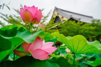 無料壁紙 蓮と御影堂。PCとデスクトップ壁紙に最適な4K高画質の無料壁紙。三重県津市の高田本山専修寺で撮影したフリー写真素材