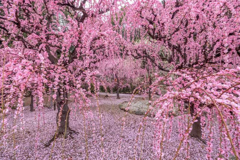 無料壁紙 しだれ梅の舞。PCとデスクトップ壁紙に最適な4K高画質の無料壁紙。三重県津市の結城神社の梅苑で撮影したフリー写真素材