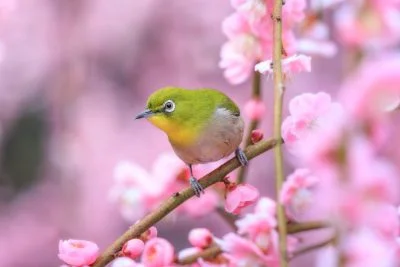 無料壁紙 左を向くウメジロー。PCとデスクトップ壁紙に最適な4K高画質の無料壁紙。三重県津市の結城神社の梅苑で撮影したフリー写真素材