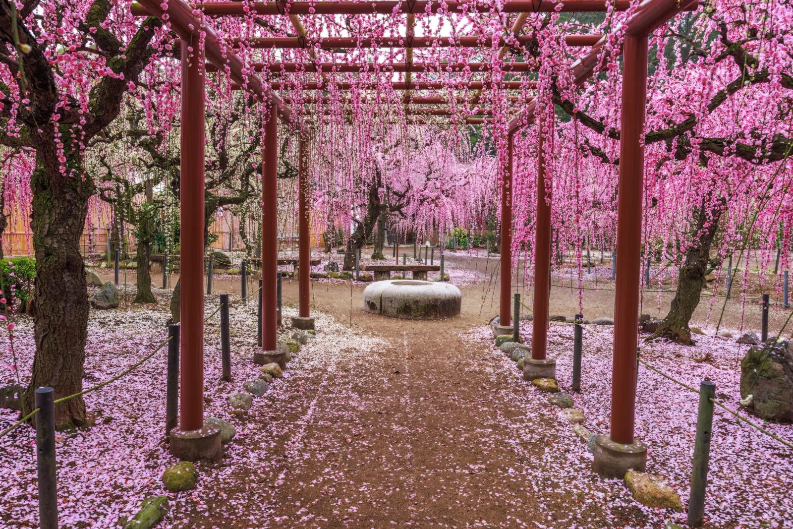 無料壁紙 雨の日にしっとり映る梅苑。PCとデスクトップ壁紙に最適な4K高画質の無料壁紙。三重県津市の結城神社の梅苑で撮影したフリー写真素材