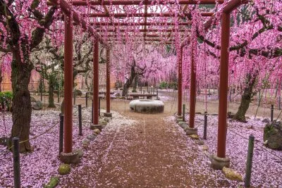 無料壁紙 雨の日にしっとり映る梅苑。PCとデスクトップ壁紙に最適な4K高画質の無料壁紙。三重県津市の結城神社の梅苑で撮影したフリー写真素材