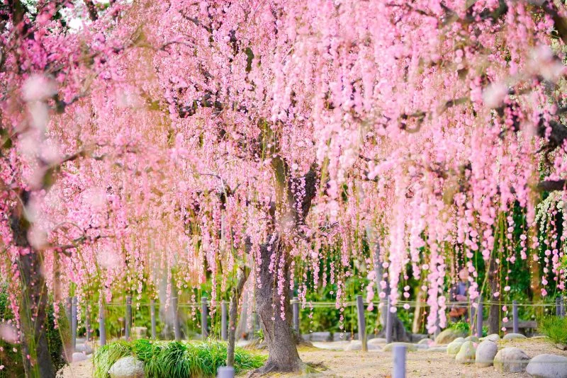 無料壁紙 結城神社の庭園としだれ梅。PCとデスクトップ壁紙に最適な4K高画質の無料壁紙。三重県津市の結城神社の梅苑で撮影したフリー写真素材