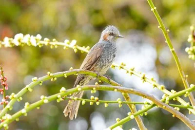 無料壁紙 結城神社の梅とヒヨドリ。PCとデスクトップ壁紙に最適な4K高画質の無料壁紙。三重県津市の結城神社の梅苑で撮影したフリー写真素材