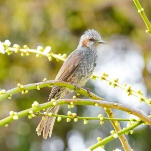 無料壁紙 結城神社の梅とヒヨドリ。PCとデスクトップ壁紙に最適な4K高画質の無料壁紙。三重県津市の結城神社の梅苑で撮影したフリー写真素材