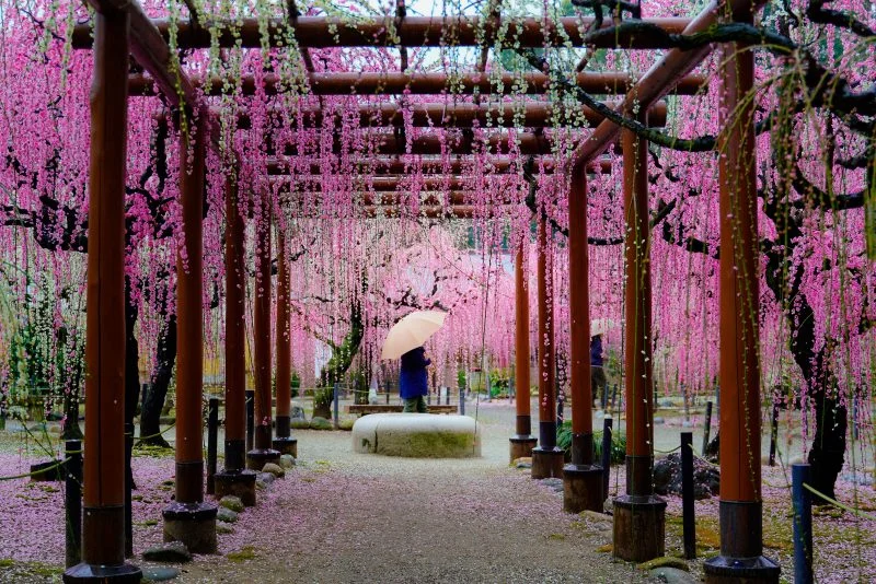 無料壁紙 雨の結城神社。PCとデスクトップ壁紙に最適な4K高画質の無料壁紙。三重県津市の結城神社の梅苑で撮影したフリー写真素材