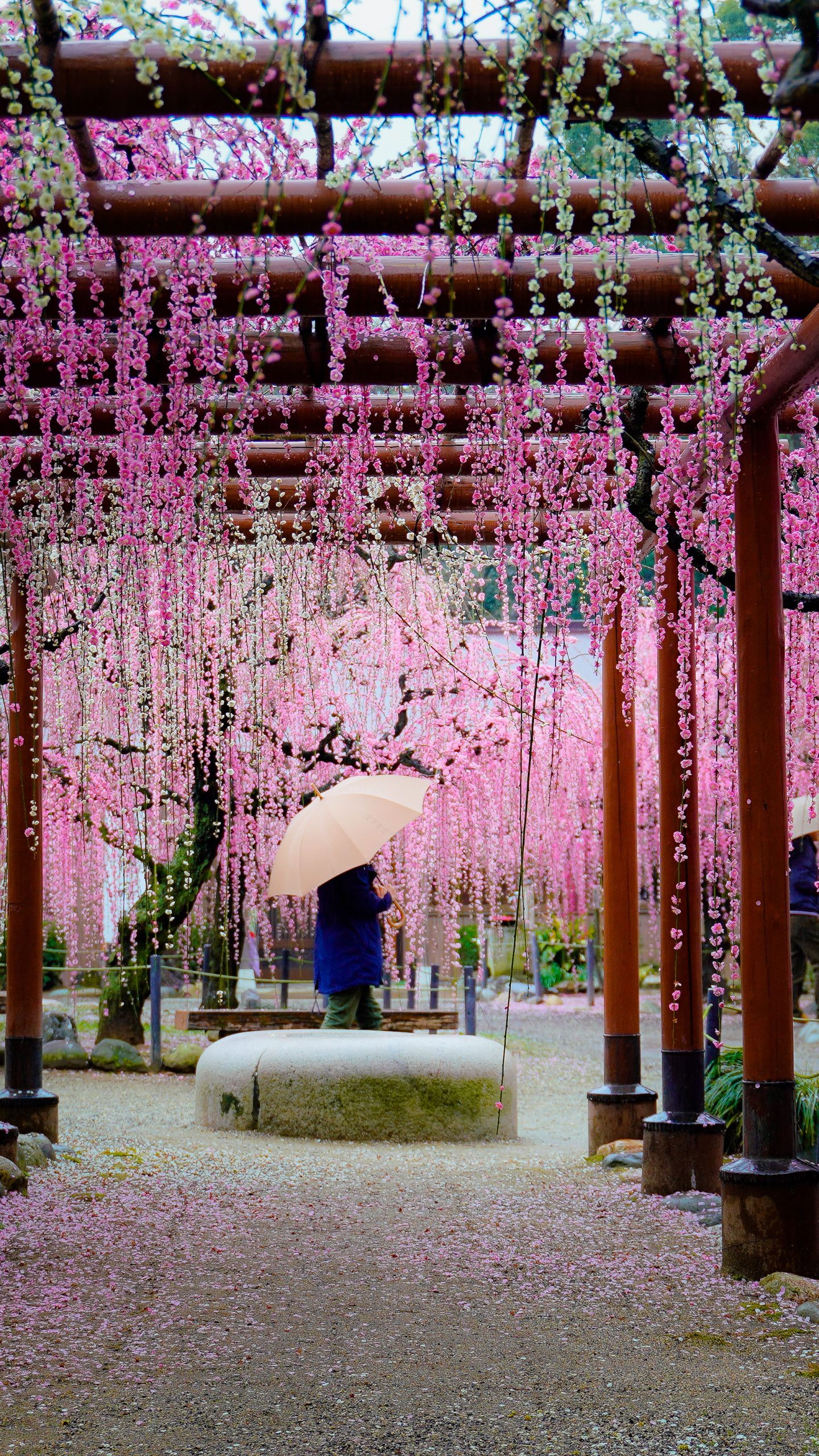 雨の結城神社(三重県津市・結城神社の梅苑)