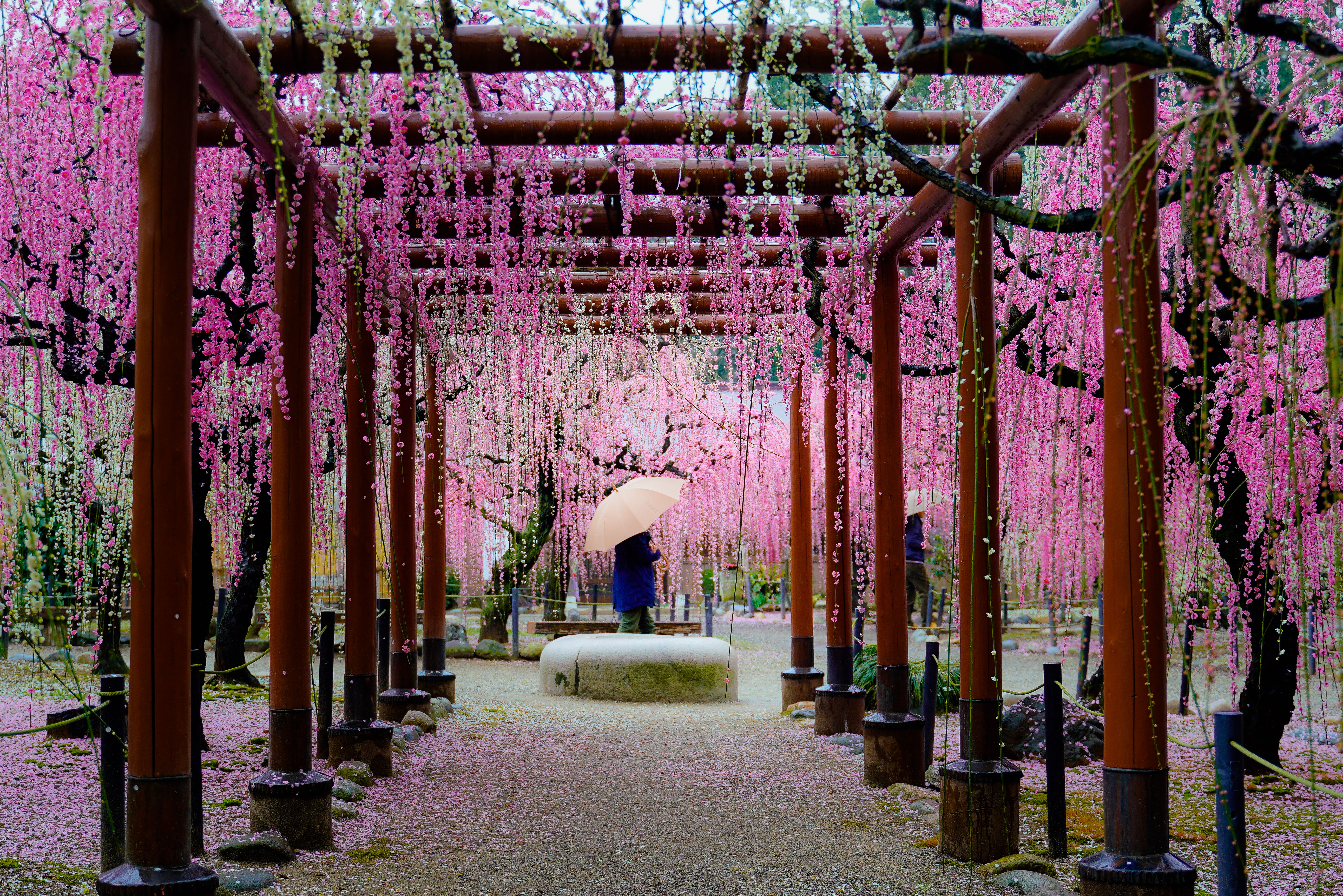 無料壁紙 雨の結城神社。PCとデスクトップ壁紙に最適な4K高画質の無料壁紙。三重県津市の結城神社の梅苑で撮影したフリー写真素材