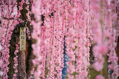 無料壁紙 結城神社の綾服しだれ。PCとデスクトップ壁紙に最適な4K高画質の無料壁紙。三重県津市の結城神社の梅苑で撮影したフリー写真素材