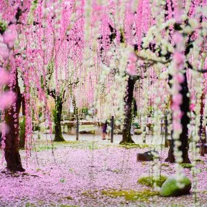 結城神社の梅苑のフリー素材・壁紙